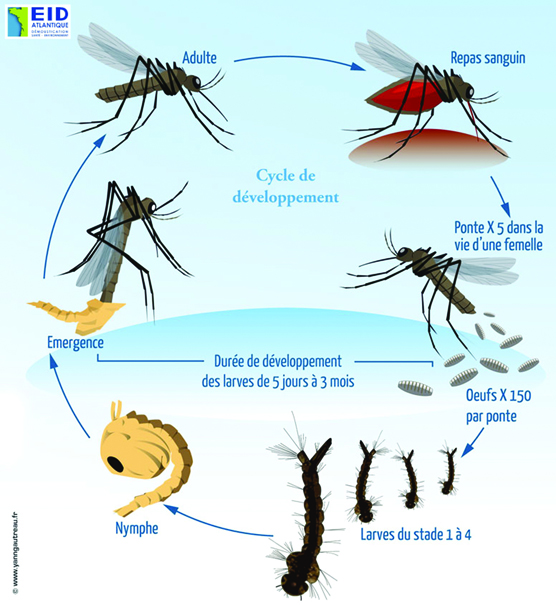 Schéma vie moustique