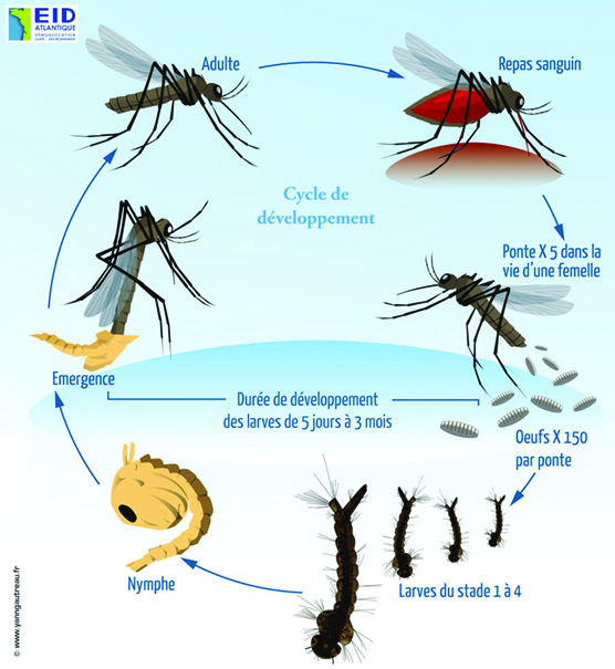 Lutte contre la propagation du moustique-tigre - Gagnac sur Garonne